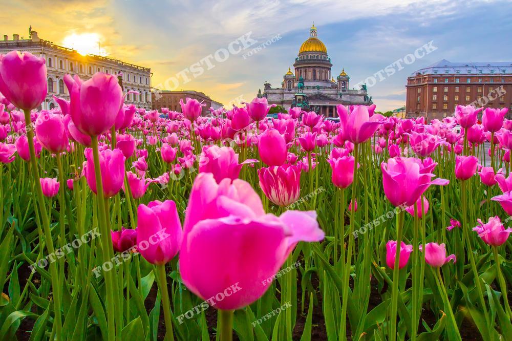 Фотография весеннего Санкт-Петербург, Россия. На изображении показана Исаакиевская площадь и Исаакиевский собор, запечатлённый сквозь цветущие растения. Этот фотоснимок передаёт атмосферу весеннего Петербурга: свежая зелень, цветы на переднем плане и величественная архитектура собора. Фото подчёркивает культурную ценность музеев и архитектурных ансамблей Санкт-Петербурга, а также гармоничное сочетание природы и городской среды. Иллюстрация может использоваться как изображение, картинка или слайд, посвящённые весне, музеям и городам России.